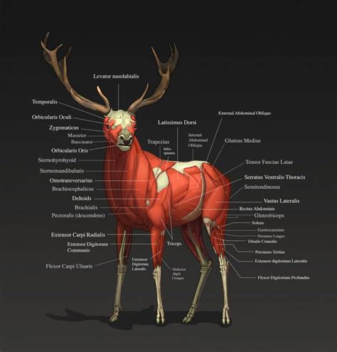 We'll identify as many organs as we can, see how they fit into the. Deer Muscle Anatomy Deer Muscle Anatomy - Human Anatomy ...