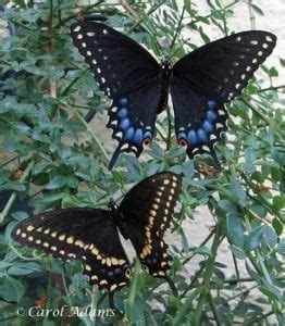 Black Swallowtail Visit Sacandaga