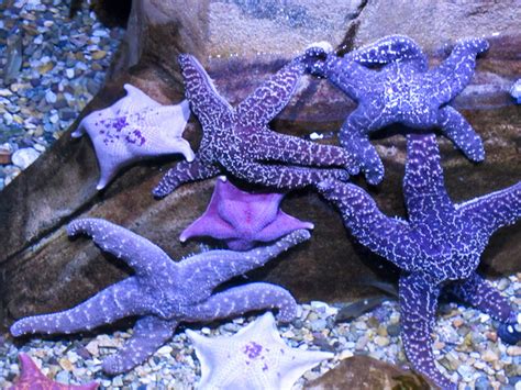 By Alyse And Remi Purple Starfish Purple Sea Star Pisaster Ochraceus