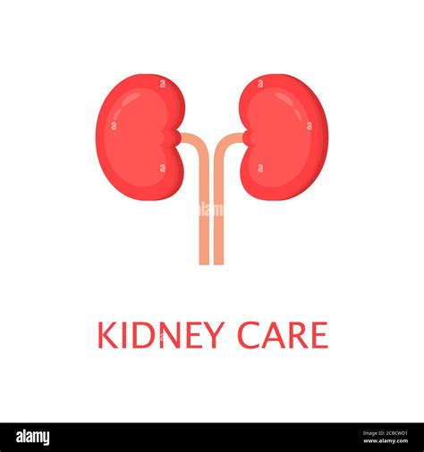 Healthy Kidneys In Flat Style Left And Right Kidney Human Internal