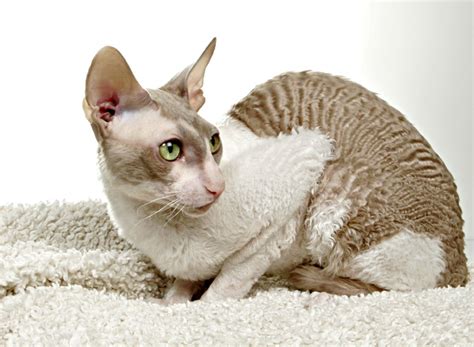 Cat Breeds Images And Information