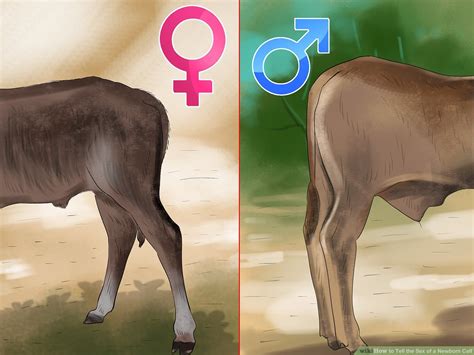 How To Tell If A Cow Has Had Calf All About Cow Photos