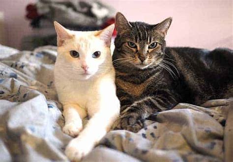 Bonded Cats How To Tell If Two Cats Are Bonded Zooawesome