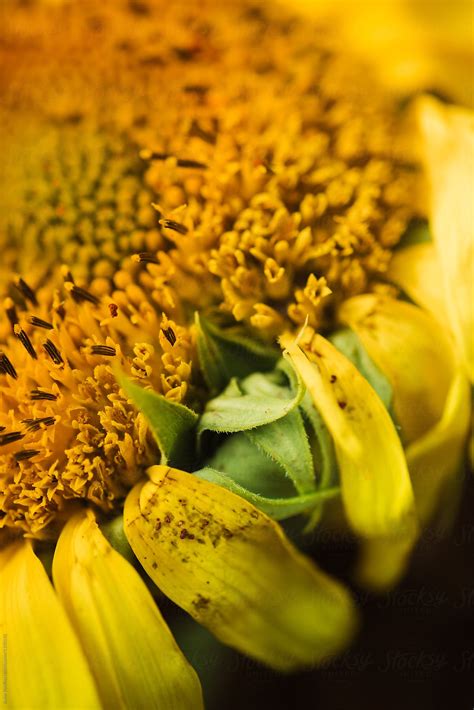 Macro Details Of Sunflower Del Colaborador De Stocksy Javier Pardina