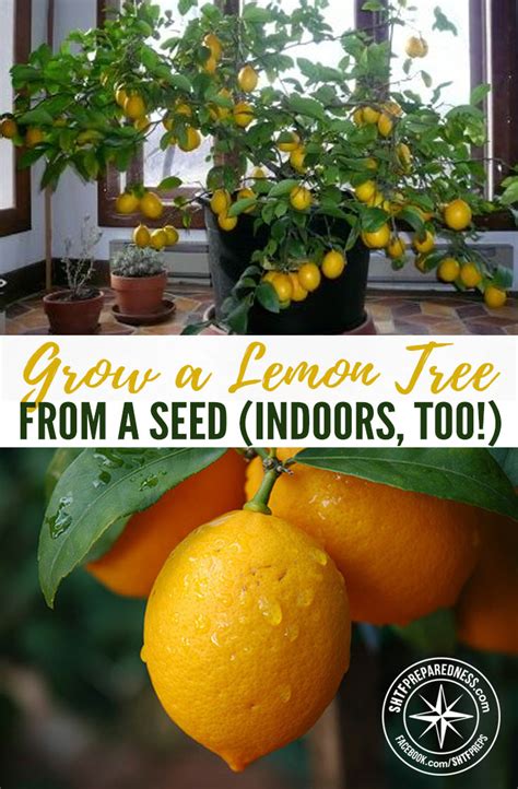 Grow A Lemon Tree From A Seed Indoors Too