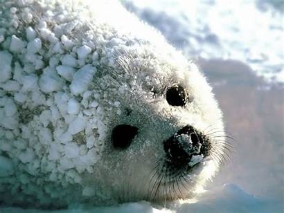 Seal Harp Pleading Eyes Wallpapers Seals Animals