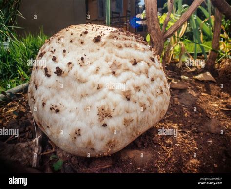 Giant Mushroom Growing On A Yard Stock Photo Alamy