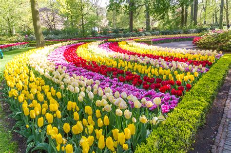 Fonds Decran Pays Bas Parc Tulipes Beaucoup Keukenhof Fleurs