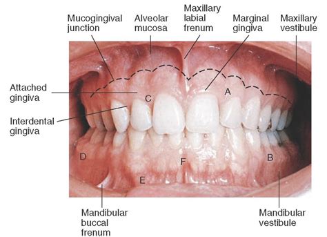 Orofacial Complex Form And Function Dental Anatomy Physiology And Occlusion Part
