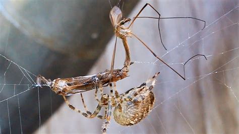 Two Mosquitoes Having Sex And Get Eaten By A Fat Hungry