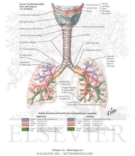 Tracheobronchial Tree The Structure From The Trachea Bronchi And