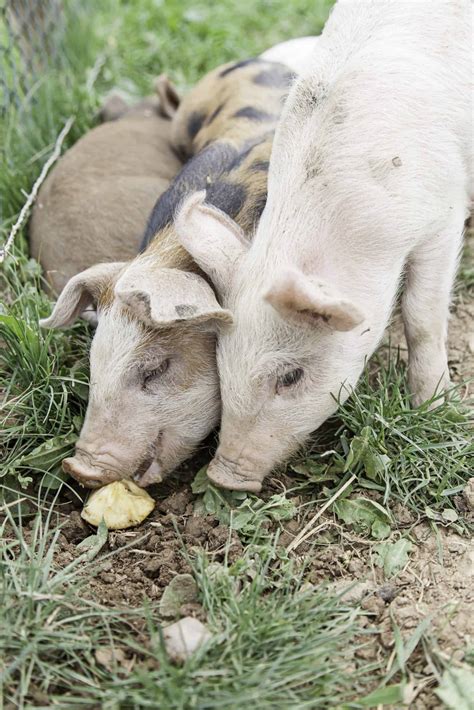 What Do Pigs Eat ~ Heres What To Know Rural Living Today