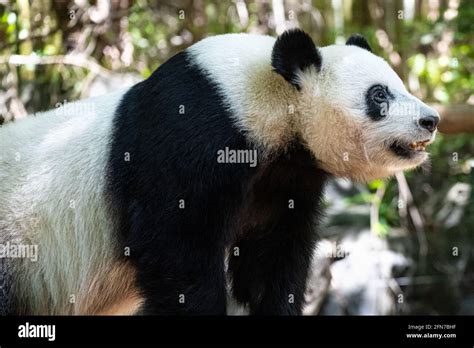 Zoo Atlanta Panda Bear Hi Res Stock Photography And Images Alamy