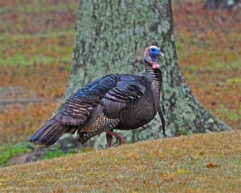Wild Turkey Alabama Birding Trails