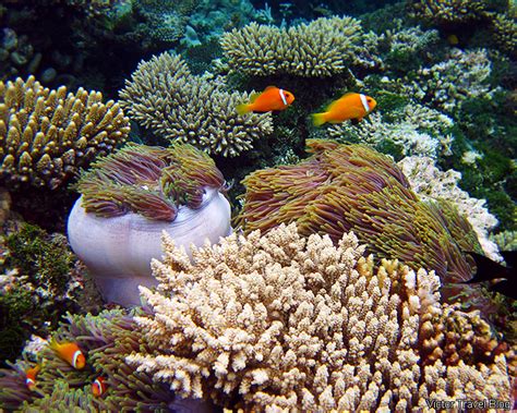 The Best Coral Reef Locations The Maldives Or The Great