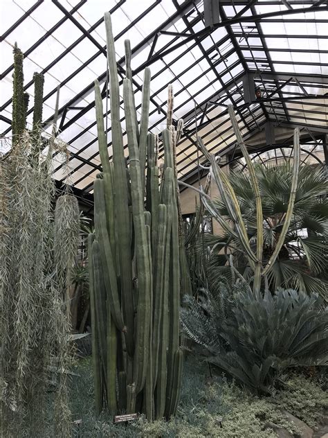 They grow wild in the deserts of the western united states and are cultivated as decorative indoor and outdoor plants in many areas. Massive Mexican fence-post cactus : cactus