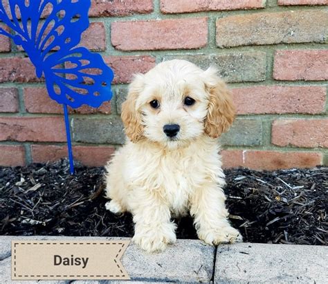 Working to combine the beauty and charm of the golden retriever with smaller size, better we are not accepting puppy applications at this time. Puppies for sale - Cockapoo, Cockapoos Cockapoo - ##f ...