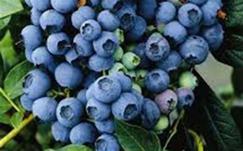Climax Rabbiteye Blueberry 1 Gallon Shrub Fruit Blueberry Bushes