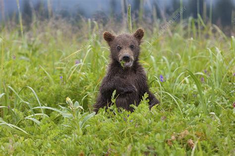 Brown Bear Cub Lake Clark Alaska Usa Stock Image F0092290