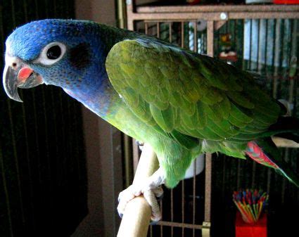 Parakeets, lovebirds, canaries & cockatiels. Umbrella Cockatoo Pet Bird Breed Profile