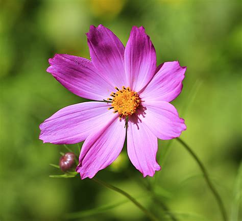 Free Images Nature Blossom Meadow Flower Purple Petal Botany