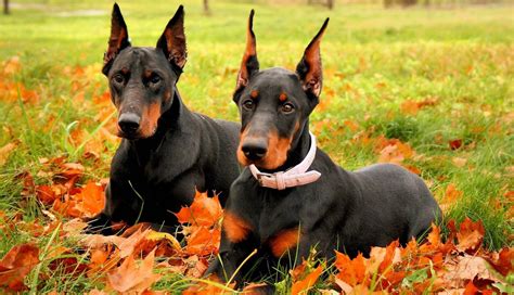 Doberman Wallpapers Wallpaper Cave