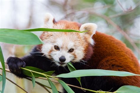 The Differences Between Giant Pandas And Red Pandas Nature Blog Network