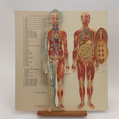 Le Corps Humain Anatomie De La Femme Planches Demontables Avec Notice Explicative Fine Hard