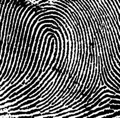 The Loop Deciphering Your Own Fingerprints American Academy Of Hand