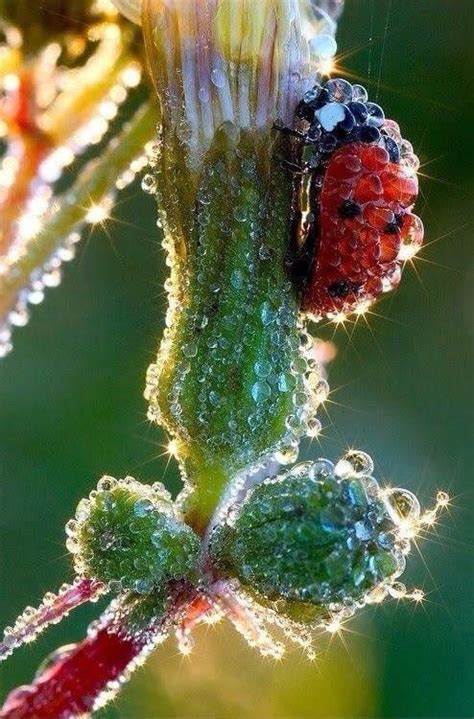 A Dew Covered Ladybug Damnthatsinteresting Beautiful Bugs Ladybug