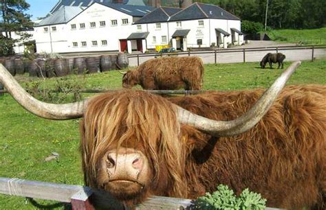 Highland Cows Vacas Escocesas En Fort William 3 Opiniones Y 16 Fotos