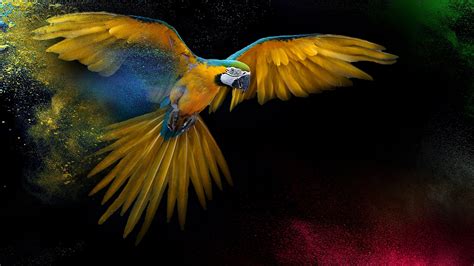 Search free 4k wallpapers on zedge and personalize your phone to suit you. Parrot 4K wallpapers for your desktop or mobile screen ...