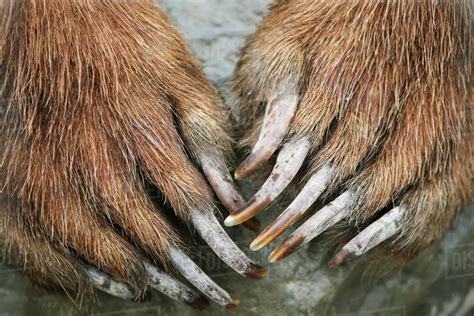 Captive Close Up Of Brown Bear Paws And Claws Alaska Wildlife And