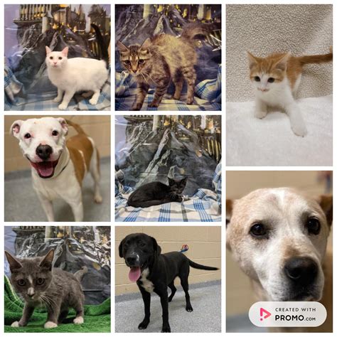 Derockingham County Animal Shelter Nc