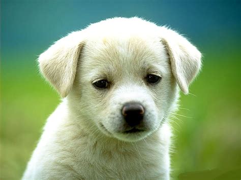 Very Cute Puppy Wallpapers. - latest tech tips