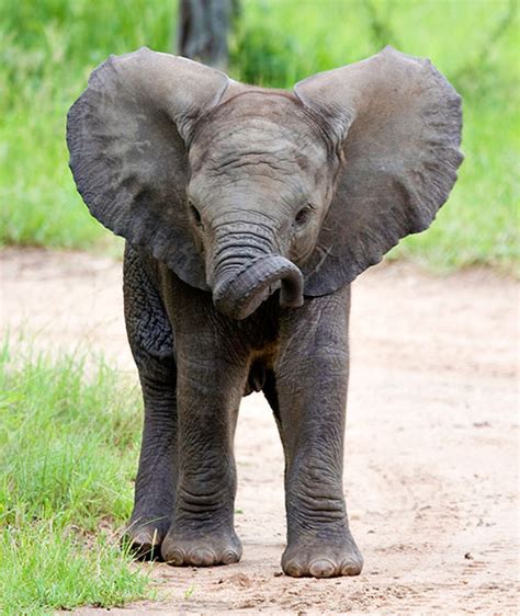 African Elephant Loxodonta Africana Rainforest Alliance