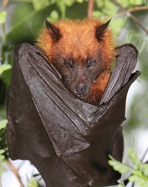 Giant Golden Crowned Flying Fox Bat Facts And Information Fox Bat