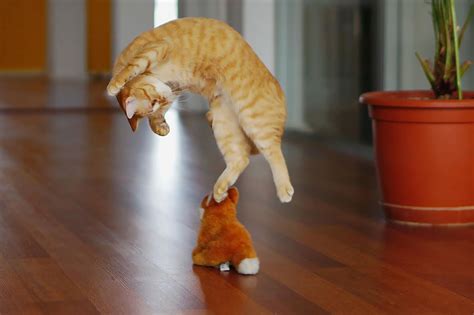 Etc also it can lift its own weight. » Fabulous Jumping Cats Will Make You Go 'Meow'