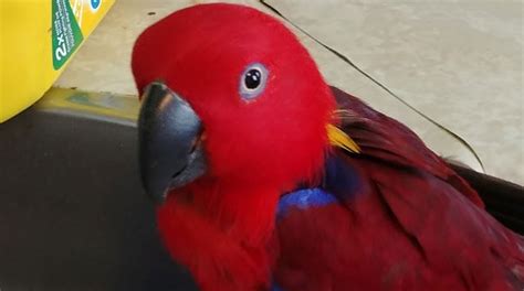Lost Parrot In Transcona Found Safe Returned To Owners Ctv News Winnipeg