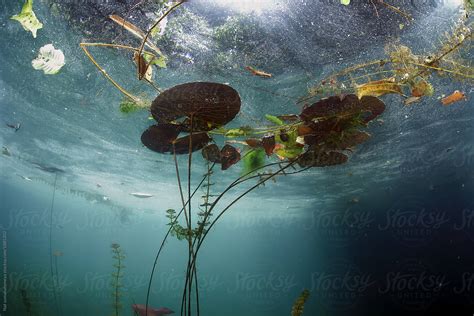 Underwater Shot Of Lily Pad By Stocksy Contributor Nat Sumanatemeya