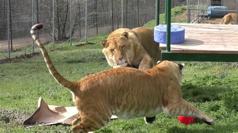 Ligers Play With Easter Eggs At Turpentine Creek Wildlife Refuge Youtube