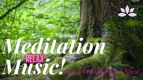 Meditation Musicnature Soundsmagical ForestМУЗЫКА ДЛЯ МЕДИТАЦИИСНЯТИЕ СТРЕССА Youtube