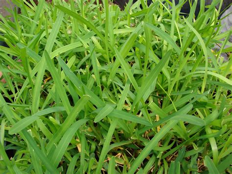 Grass Types That Thrive In Granbury Tx Lawns Lawnstarter