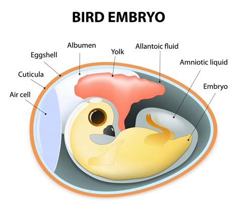Avian Embryology Small And Backyard Poultry