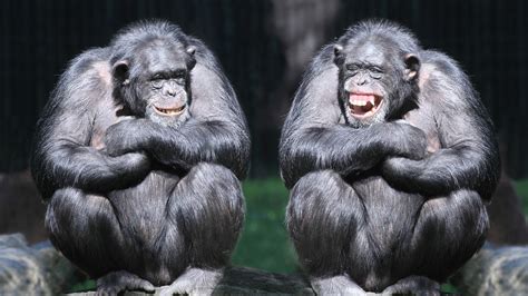 Funny Monkey Chimpanzee Face Smiling Blur Background 4k Hd Funny Monkey