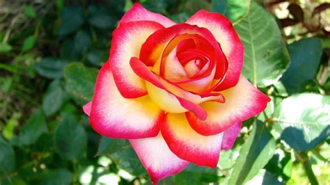 Top 100 Different Color Rose Flowers Images Flowers Pictures