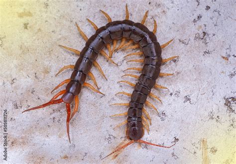 The Centipede Is A Poisonous Animal It Can Bite It Is On The Floor