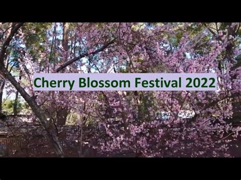 Cherry Blossoms In Sydney Youtube