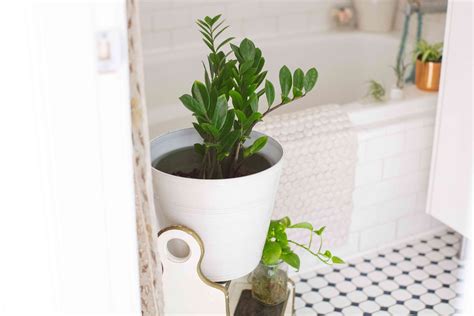 10 Shower Plants That Want To Live In Your Bathroom