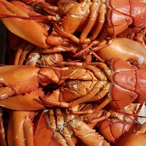 My Countryfried Life How To Cook A Nova Scotia Lobster